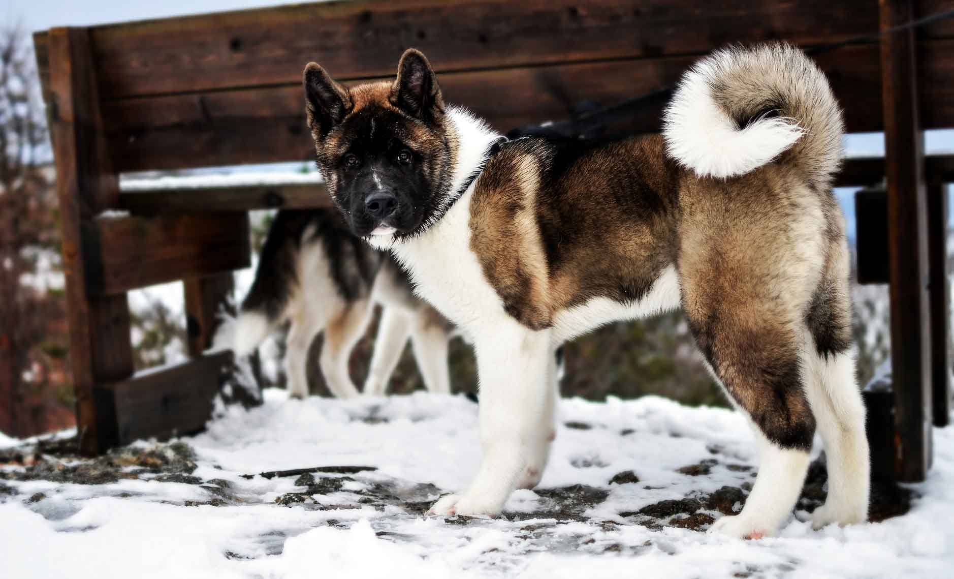 Akita