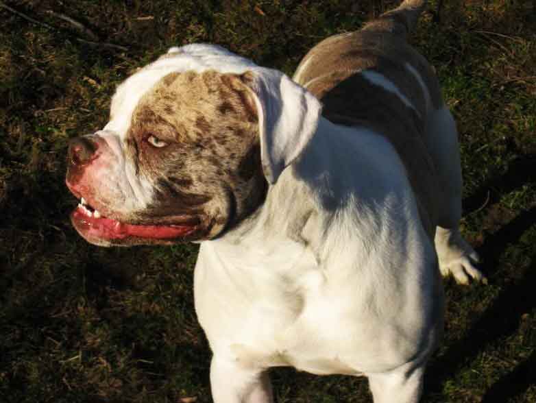 Alapaha Blue Blood Bulldog