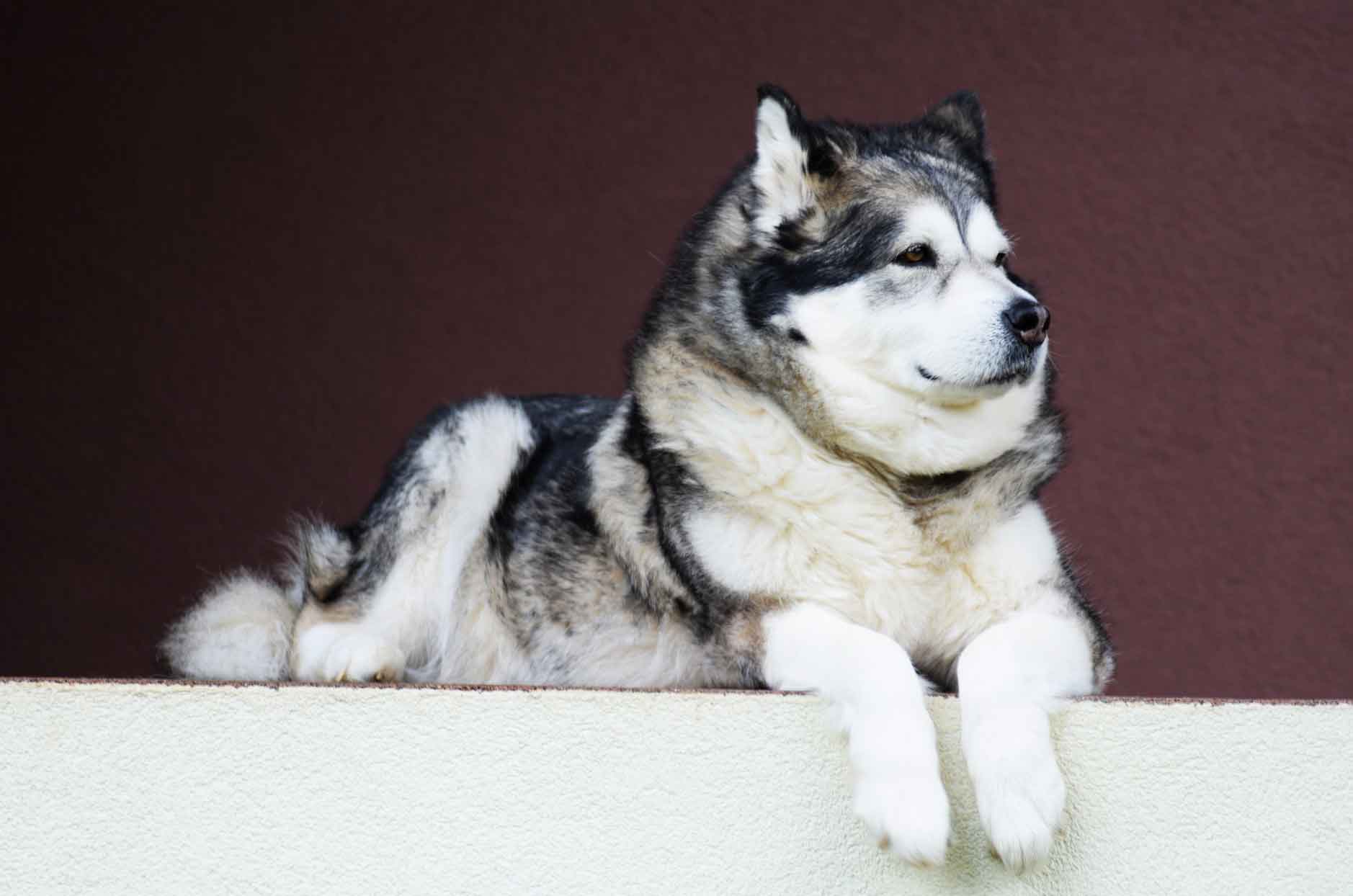 Alaskan Malamute