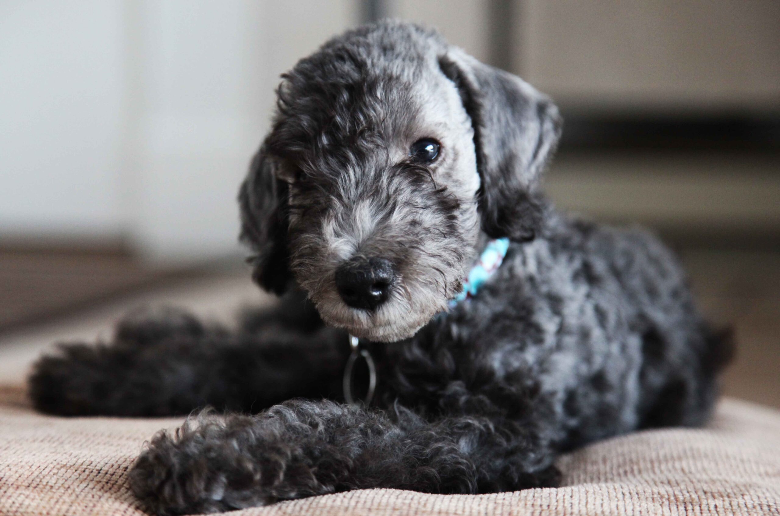 Bedlington Terrier