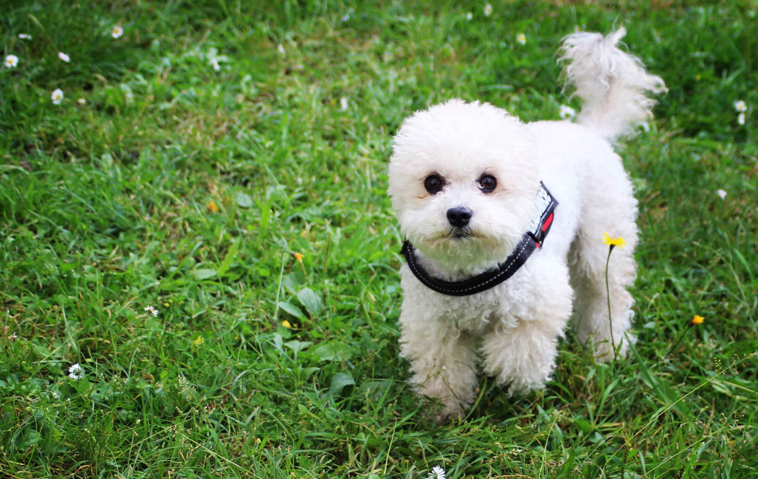 Bichon Frise