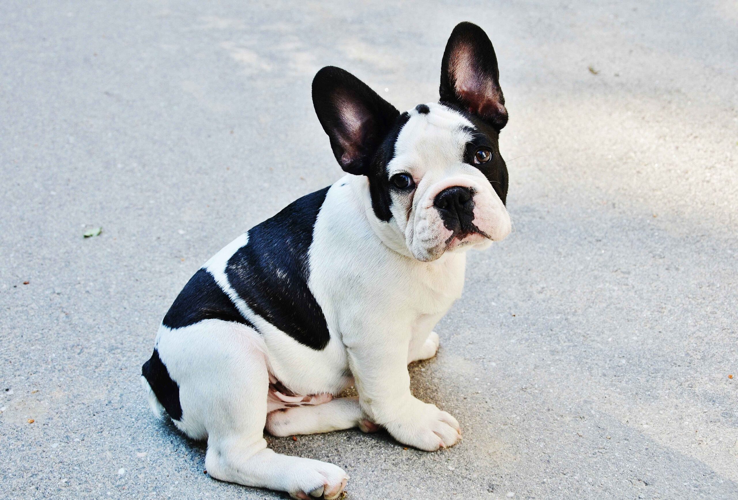 Boston Terrier