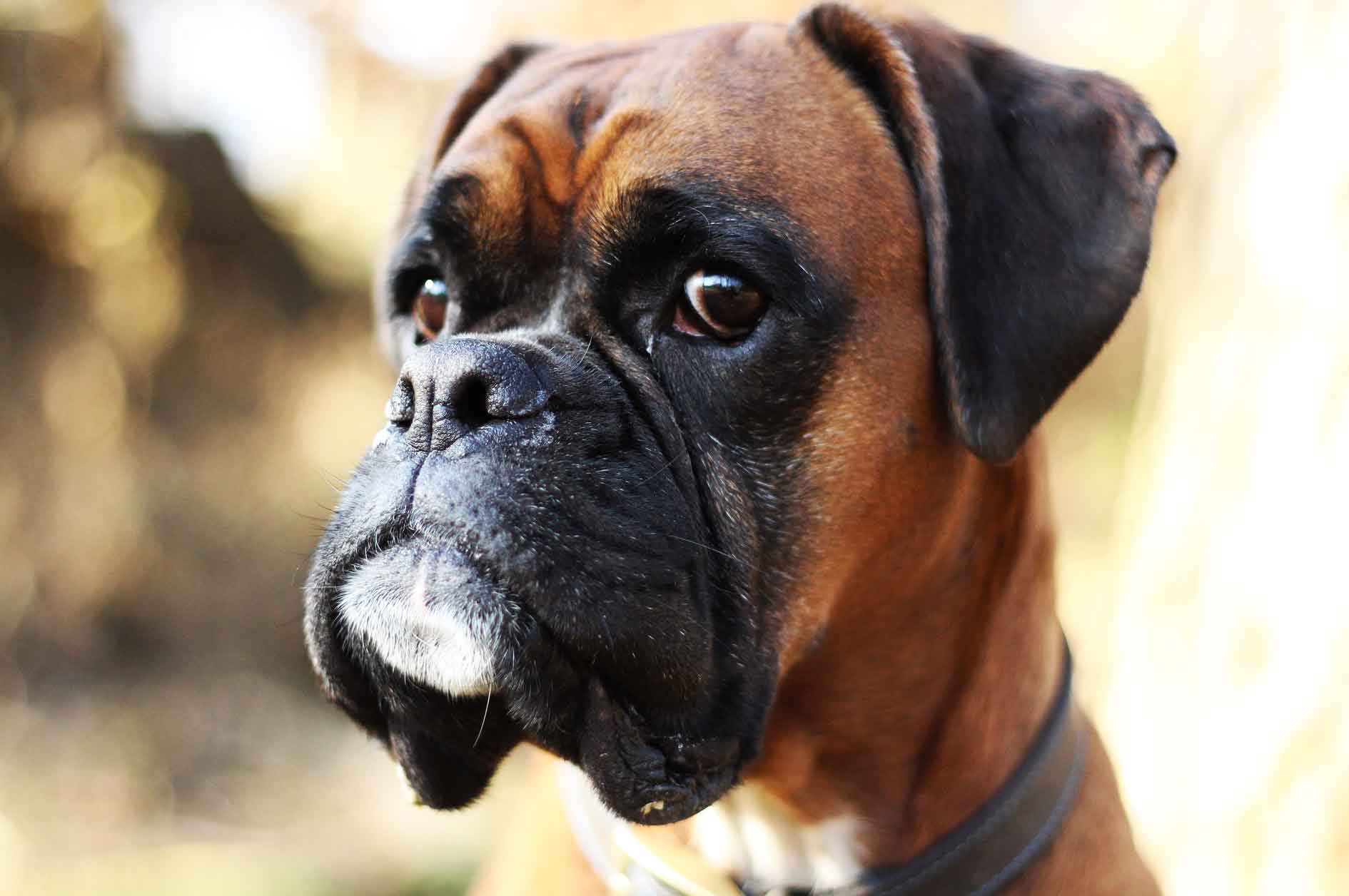 Most Dangerous Dogs In The World-{Our Top 21 List} – Petanew