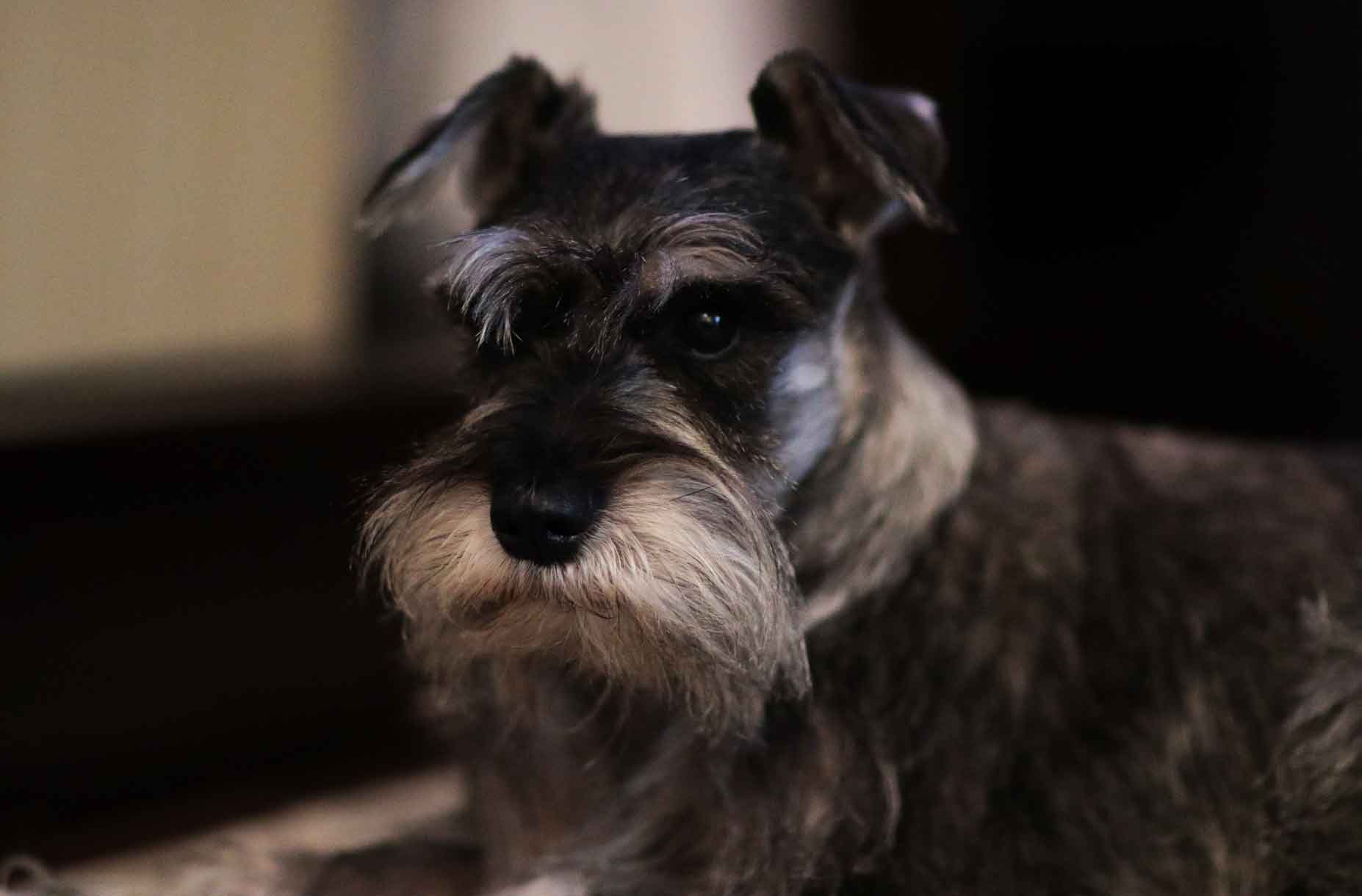 Cesky Terrier