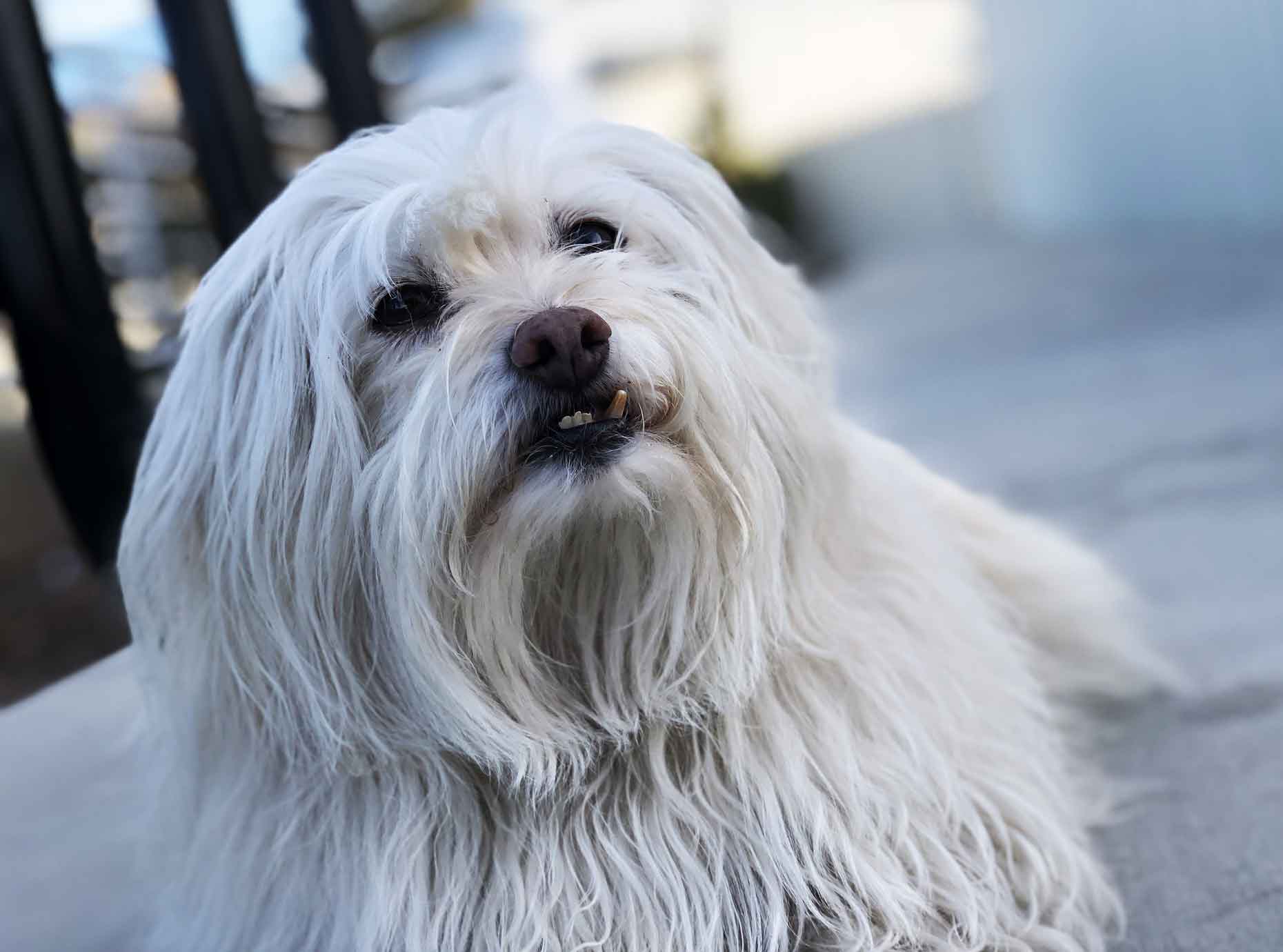 Coton de Tulear