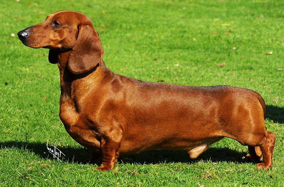 Dachshund