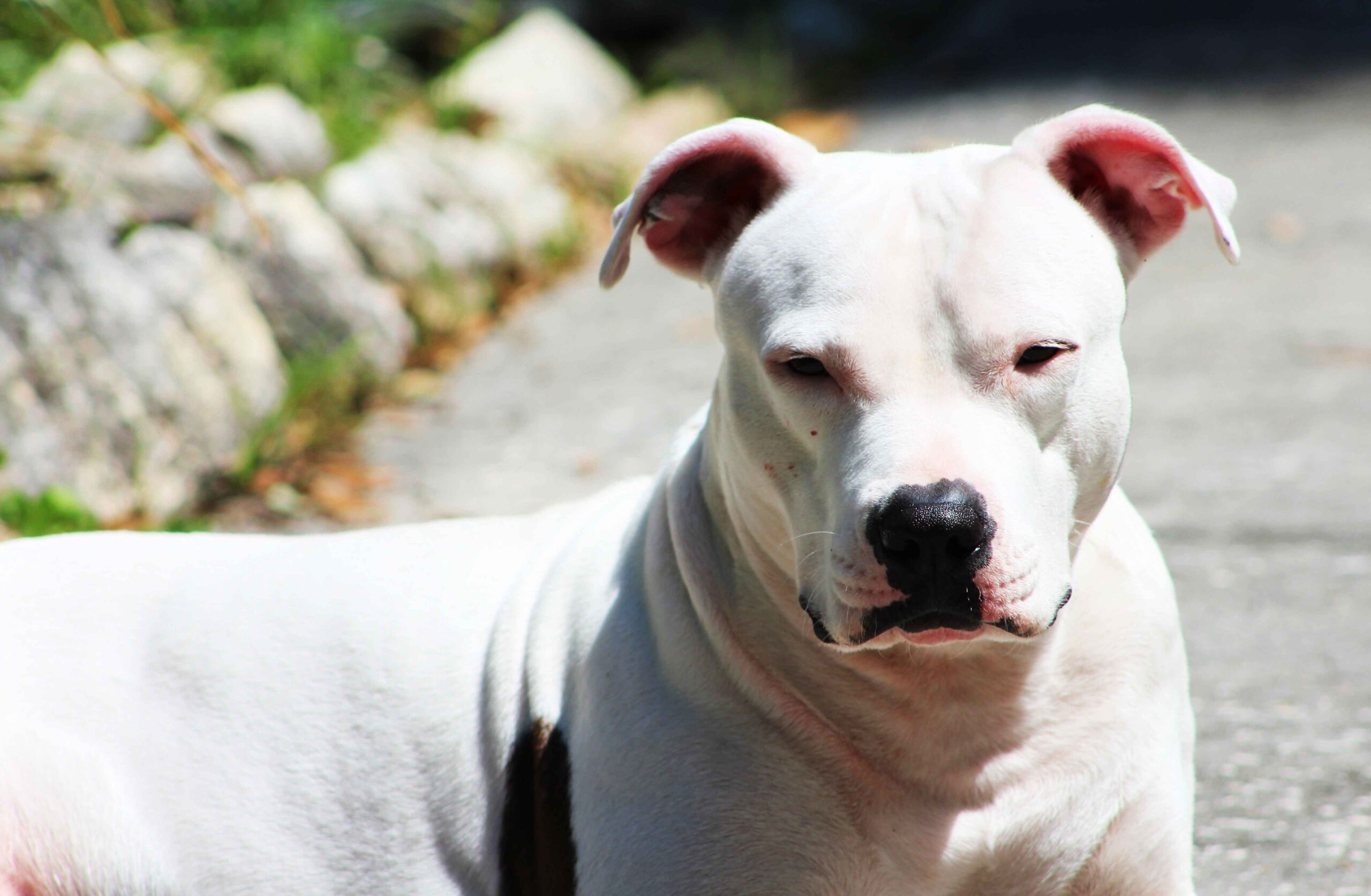 Dogo Argentino