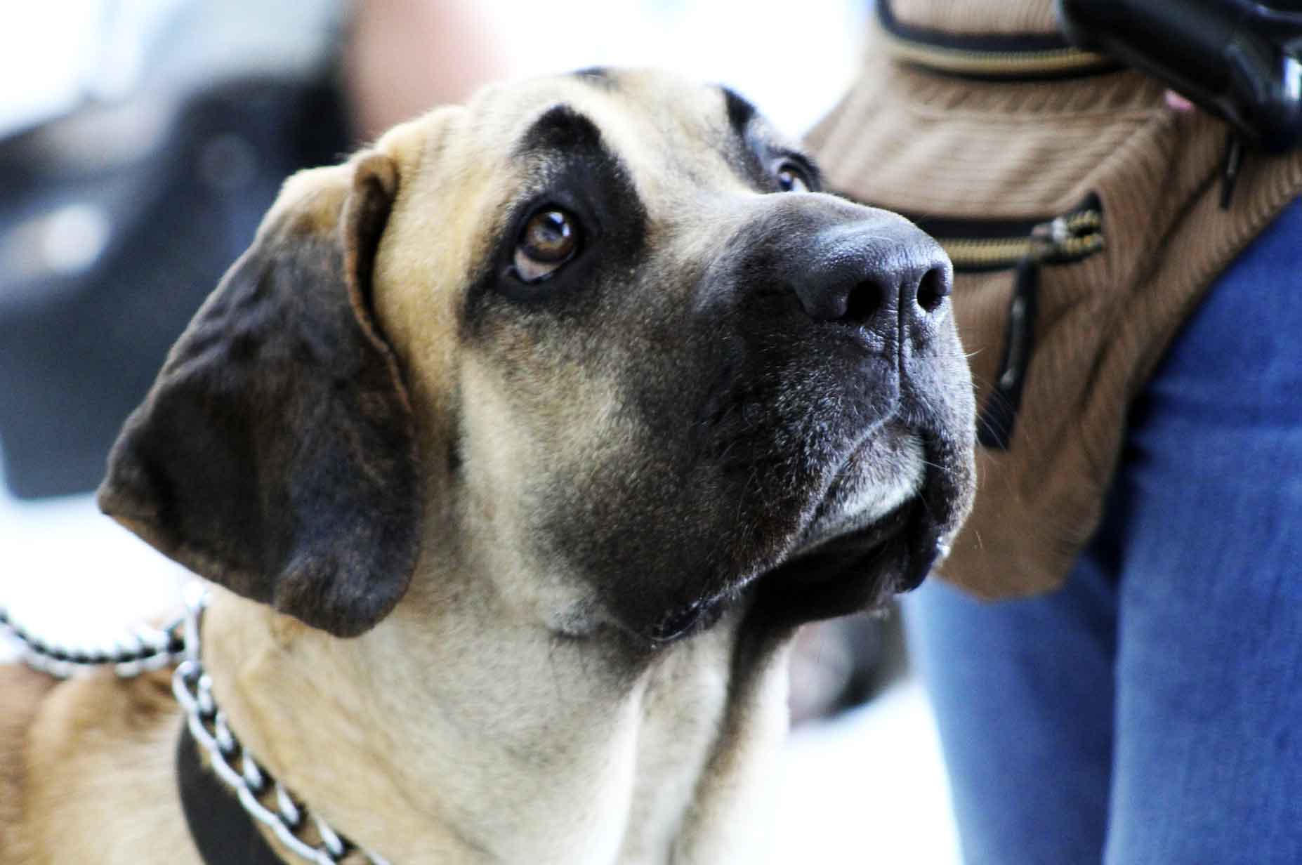 Fila Brasileiro