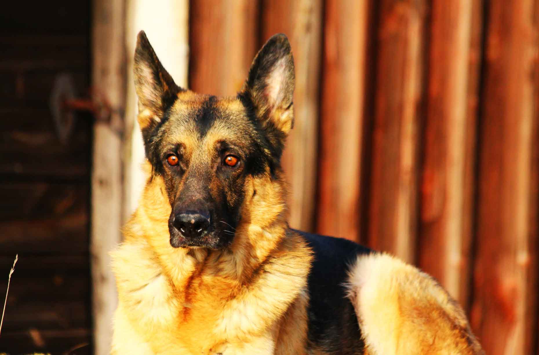 German Shepherd