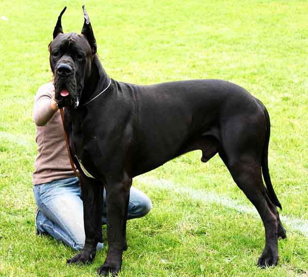 Great Dane