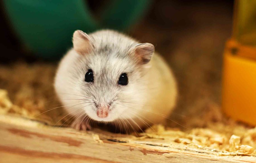 What’s So Interesting About 18 Foods Your Hamster Can Eat?
