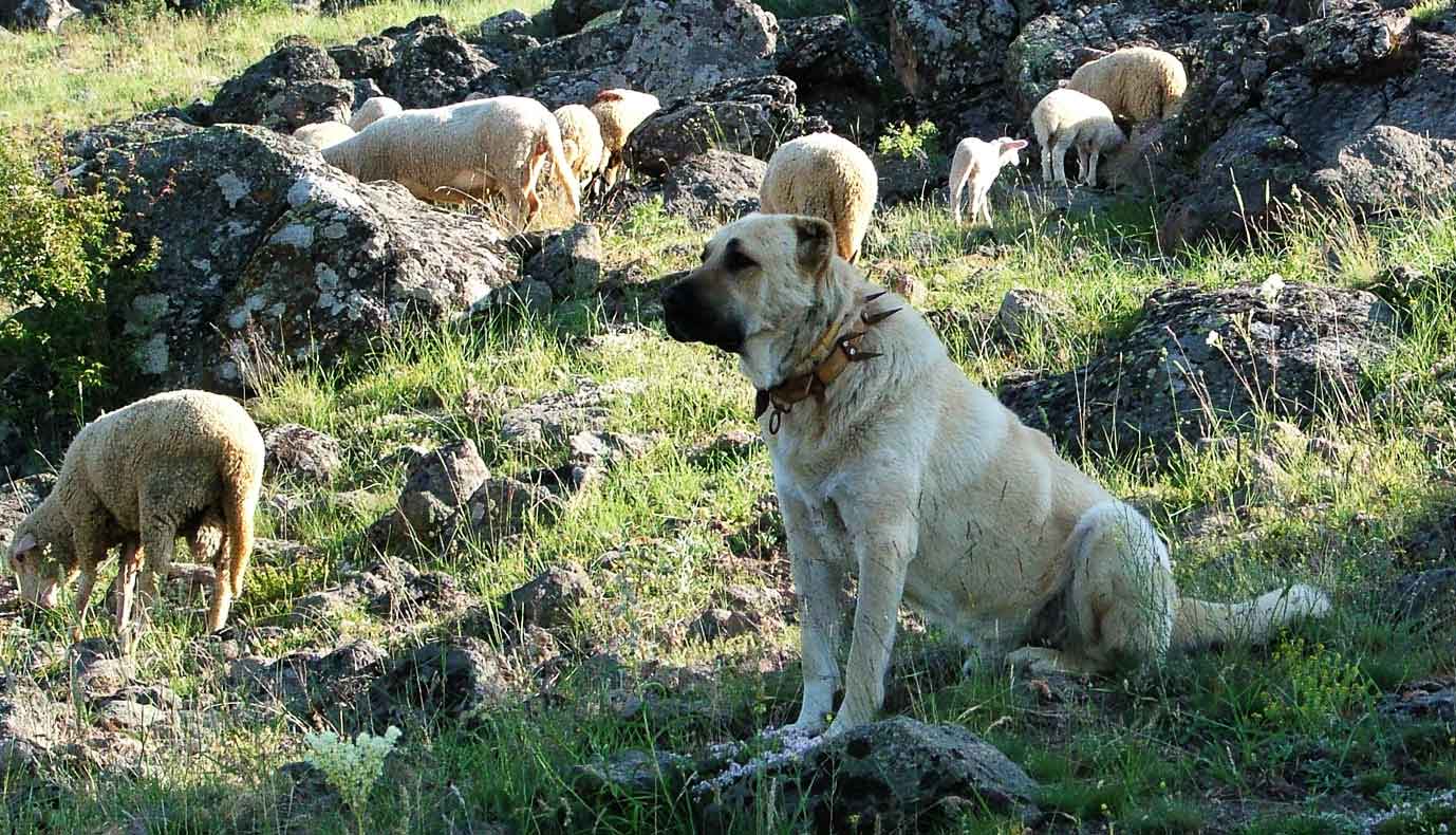 Kangal Dog (Turkish Sheepdog)