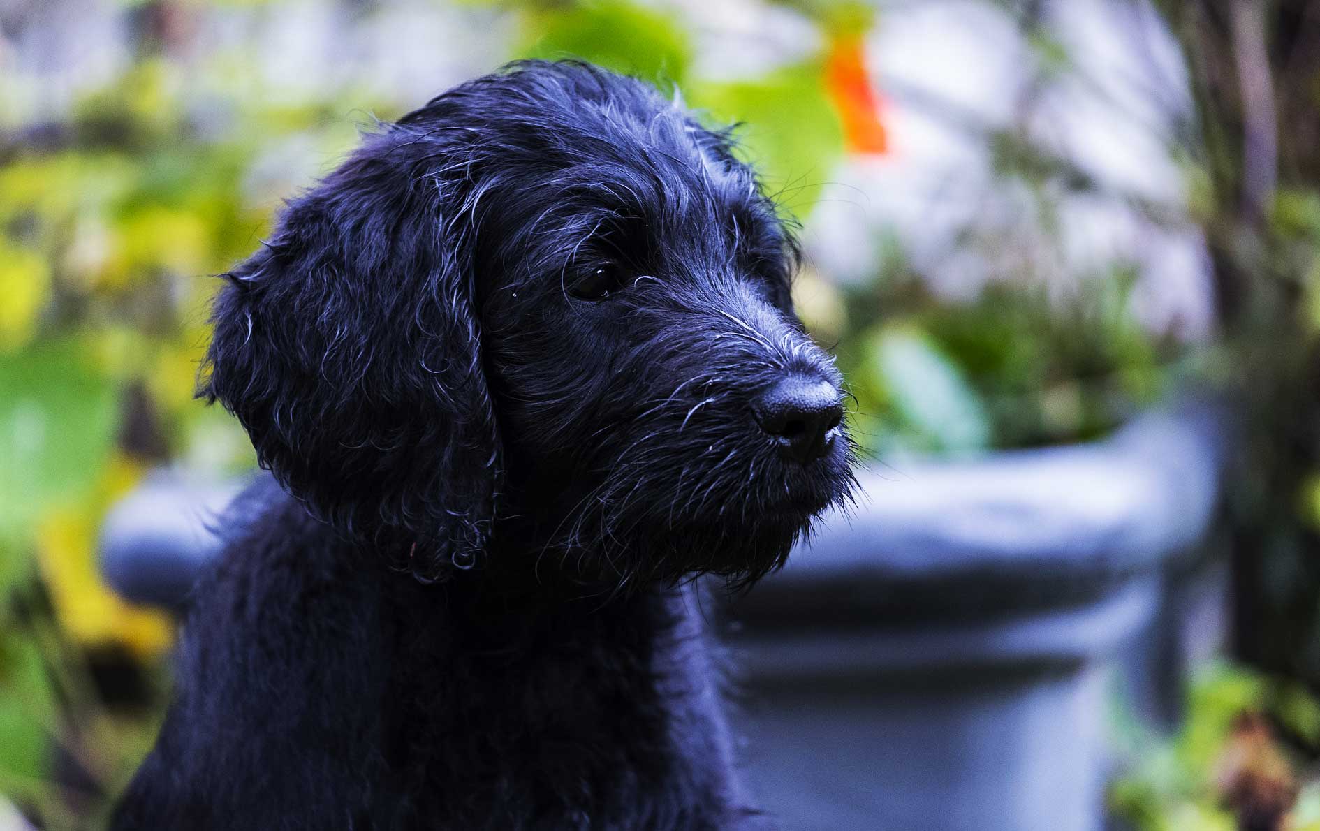 Labradoodle