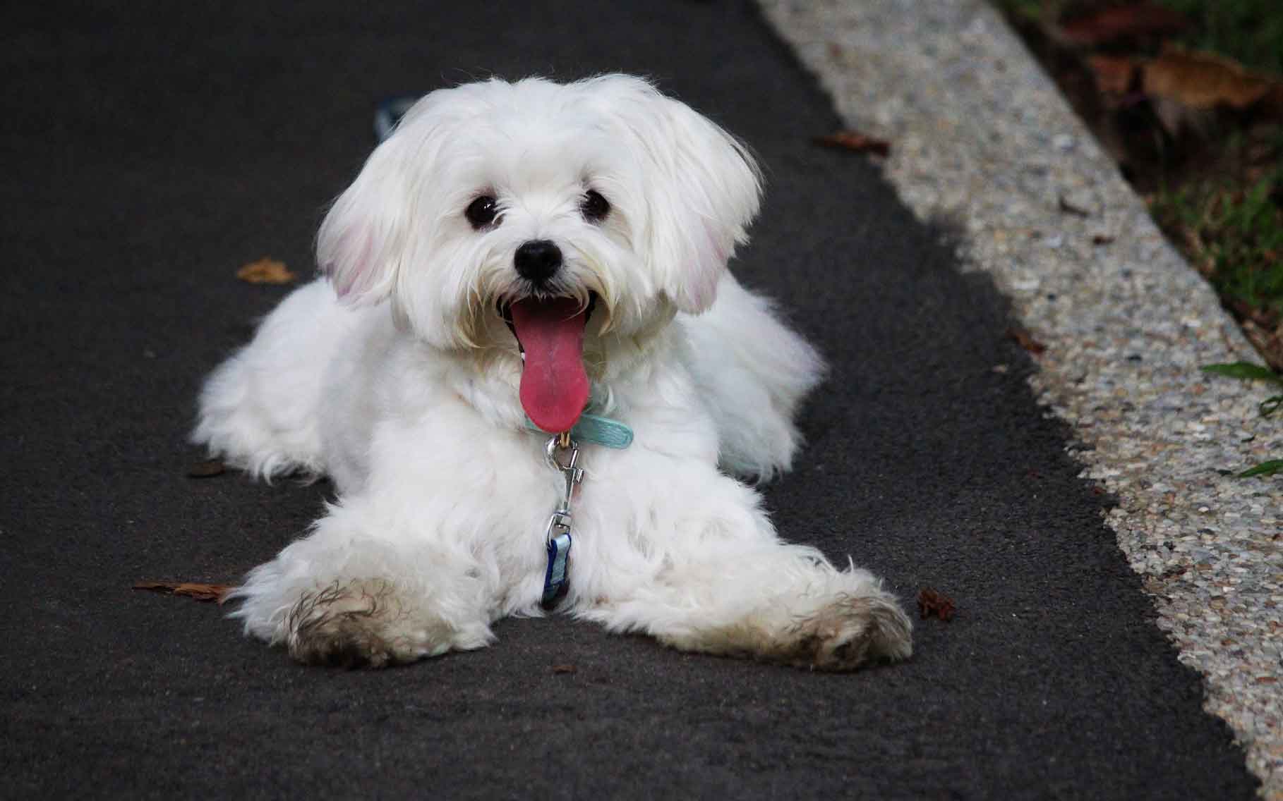 Maltese