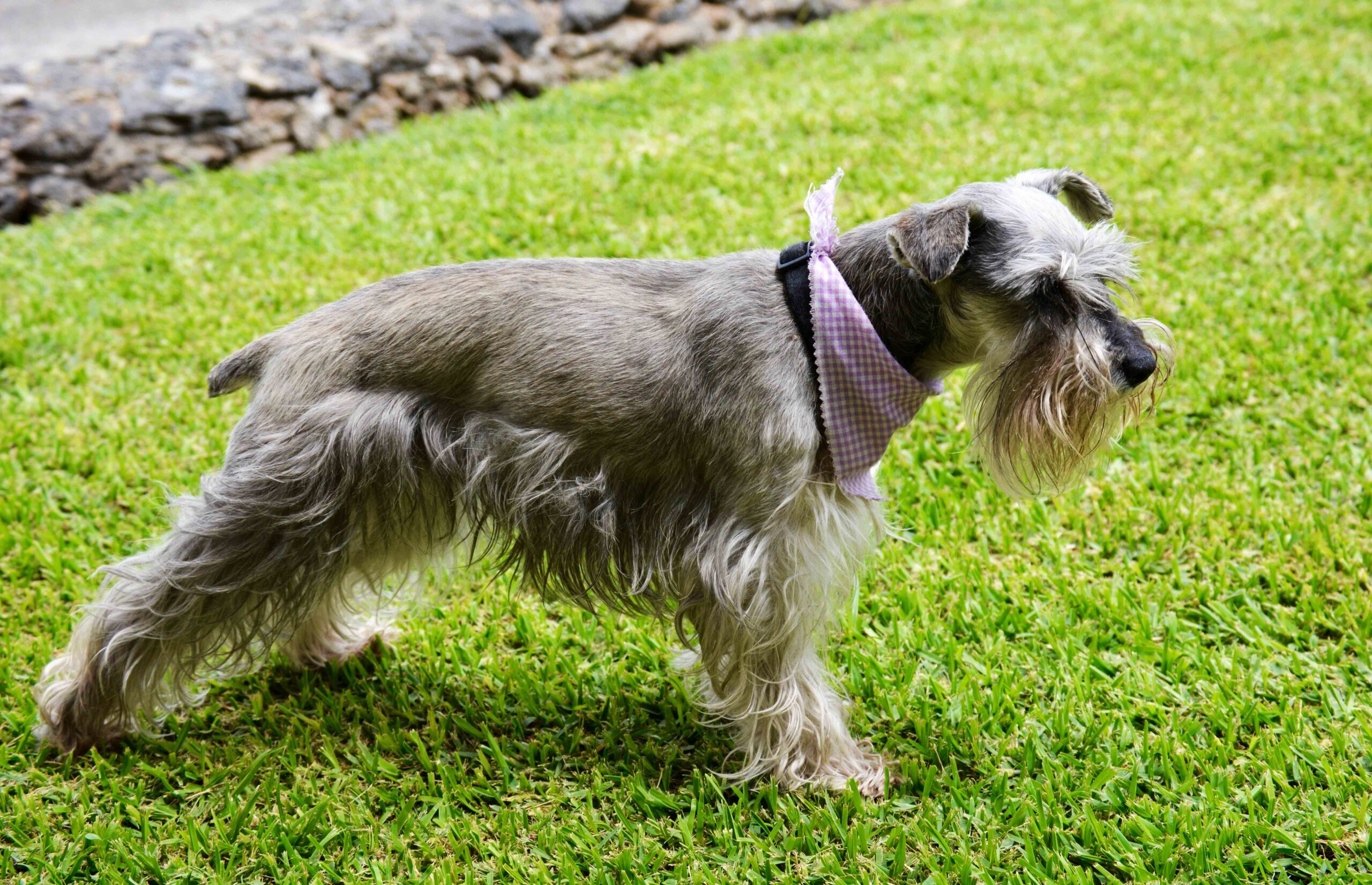 Miniature Schnauzer