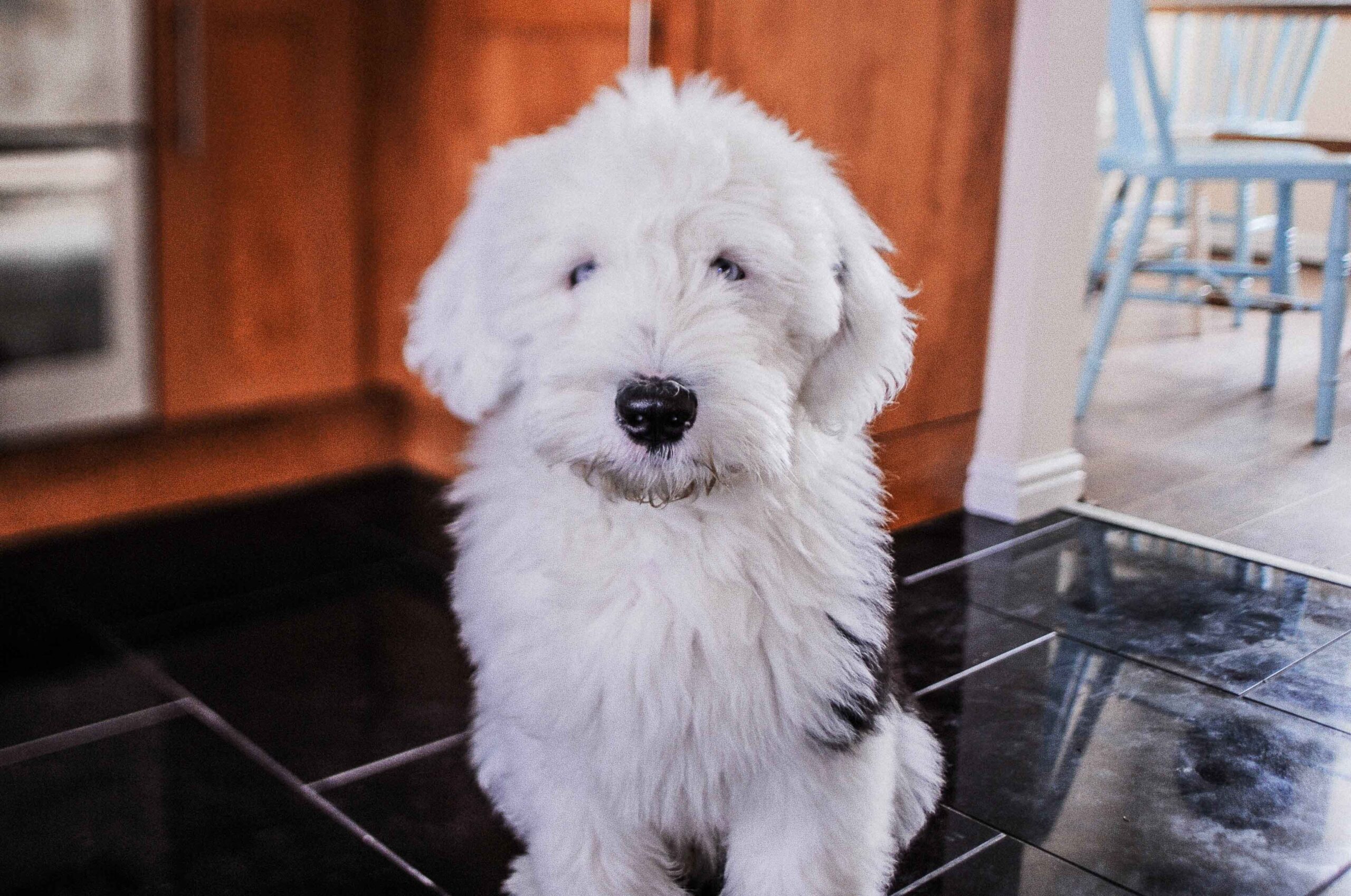 Old English Sheepdog