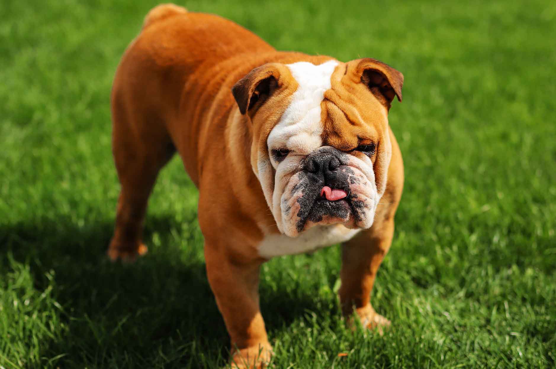 Olde English Bulldogge