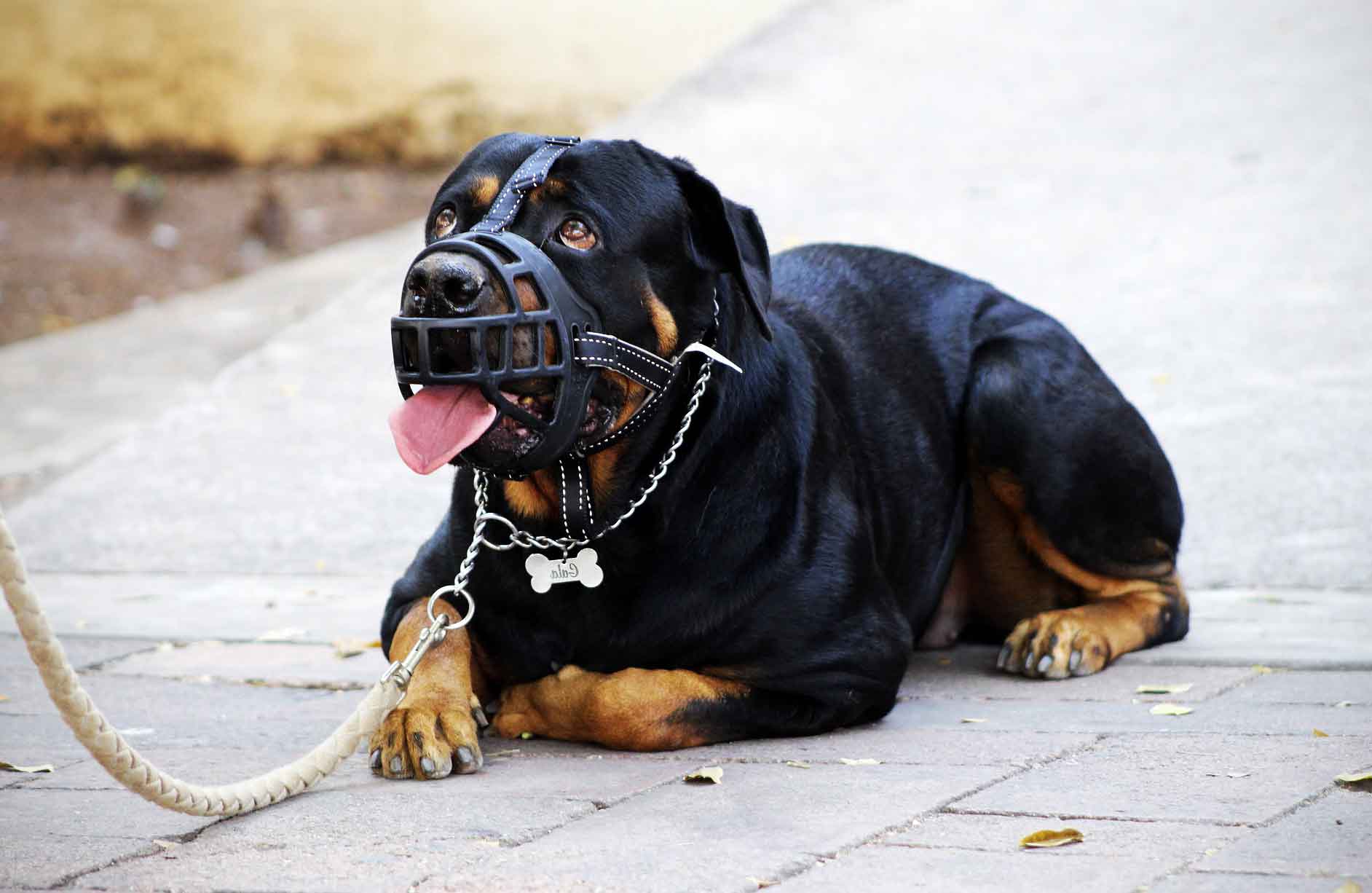 Rottweiler