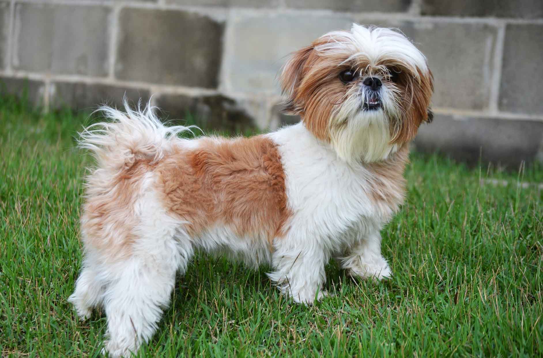 Shih Tzu