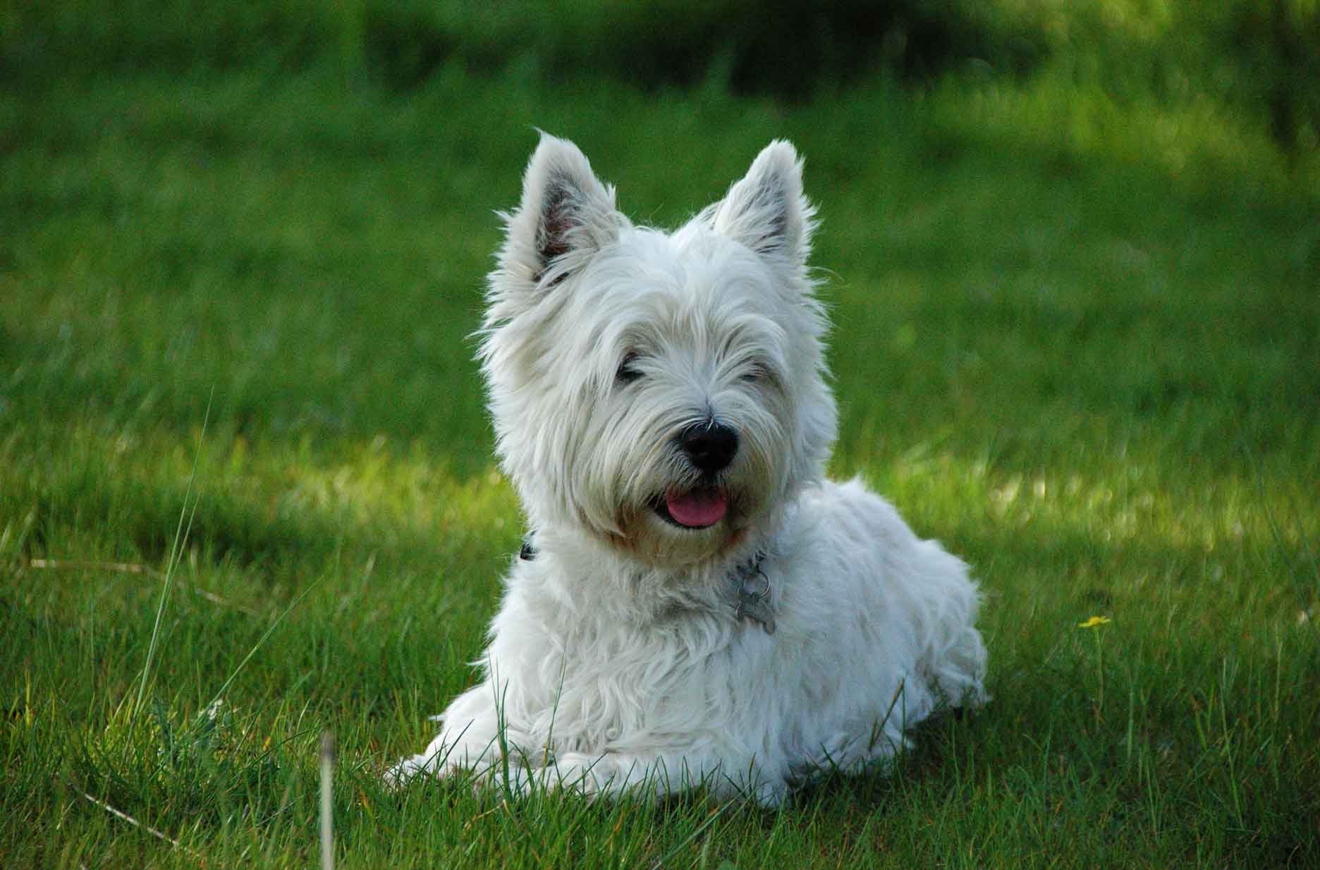 West Highland White Terrier