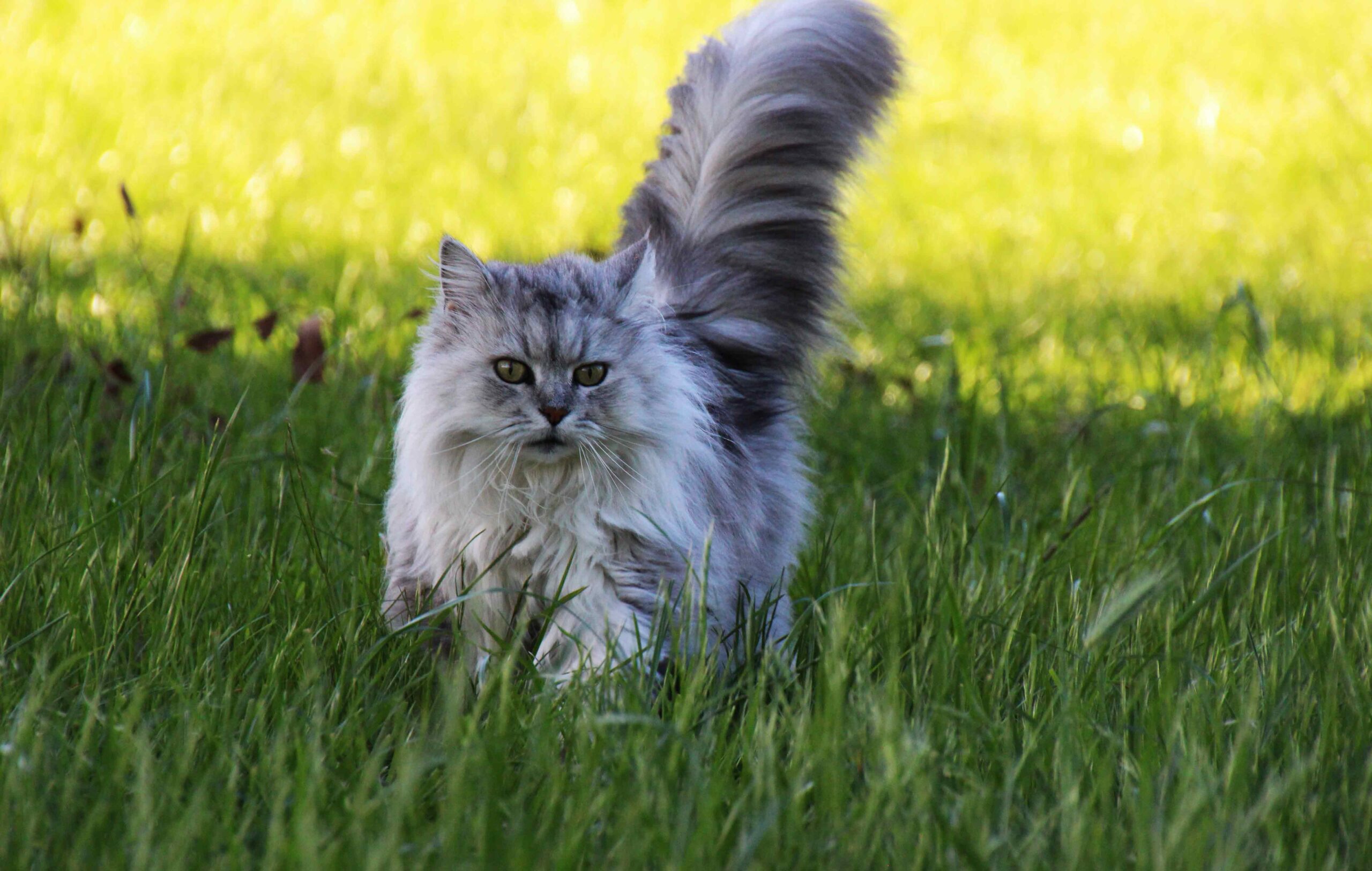 are siberian cats really hypoallergenic