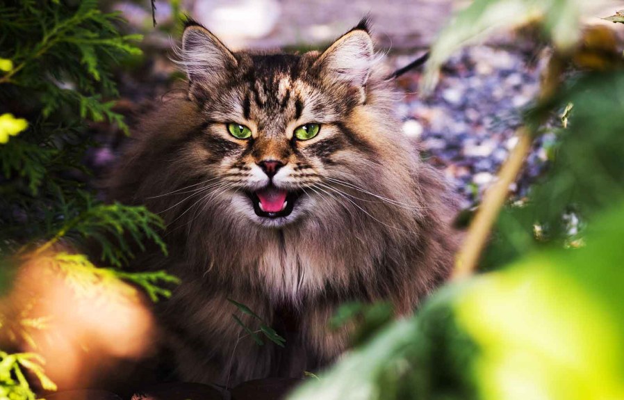 What’s So Interesting About Siberian cat hypoallergenic?