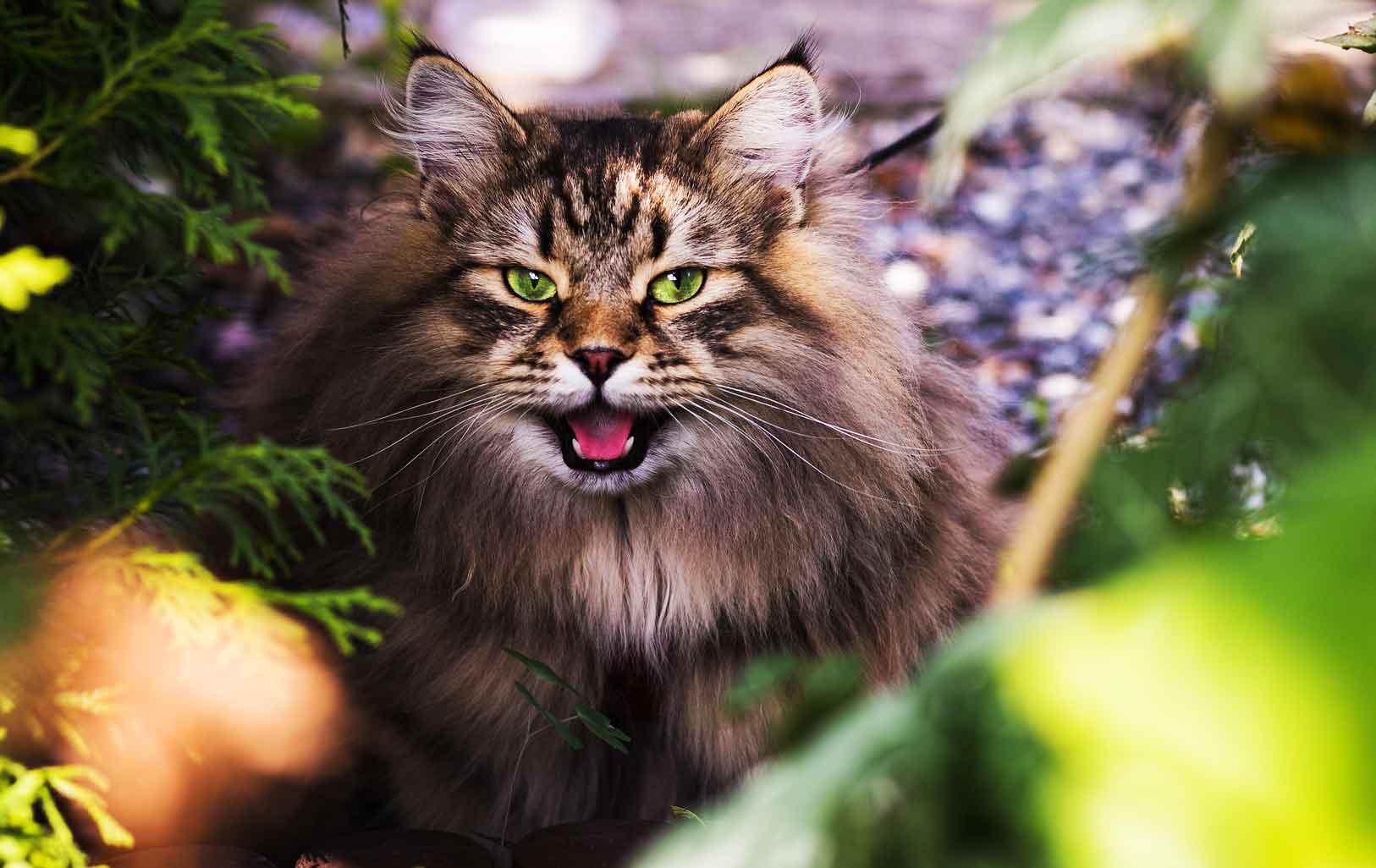 are siberian forest cats hypoallergenic