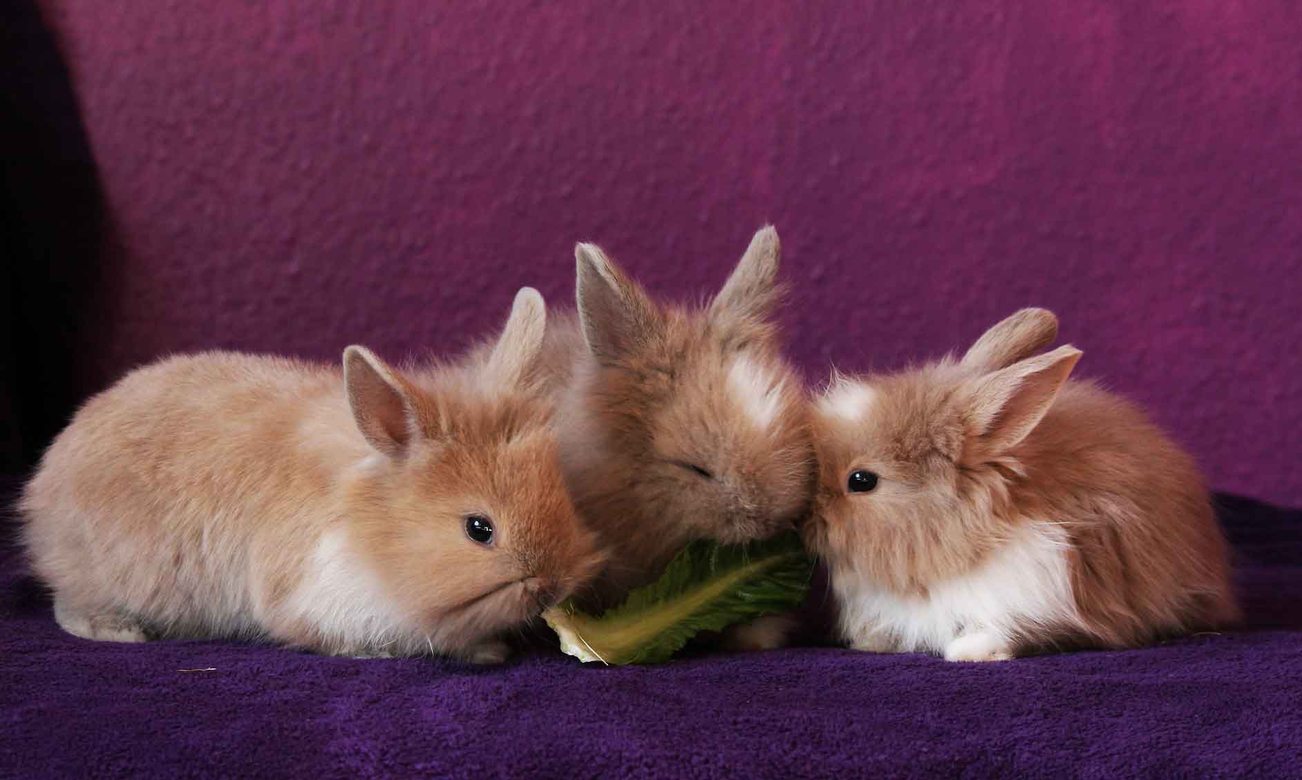  baby rabbits called
