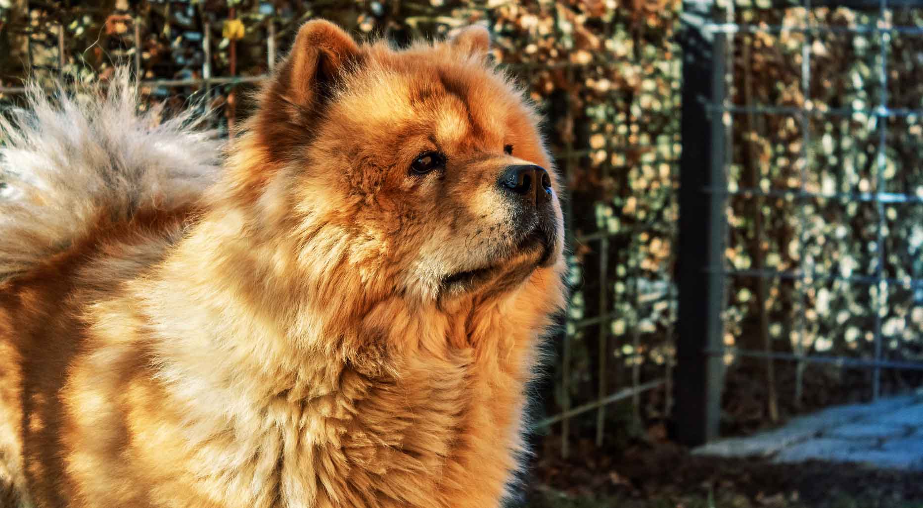 Chow Chow