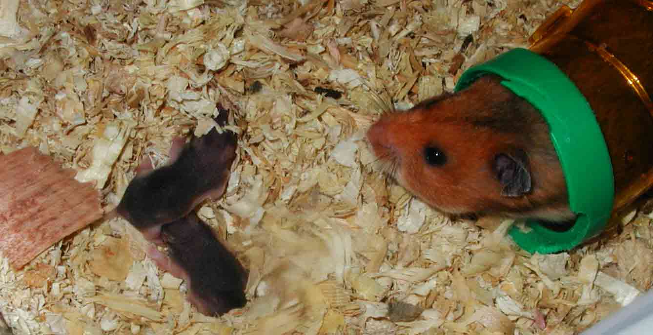 hamster eating babies