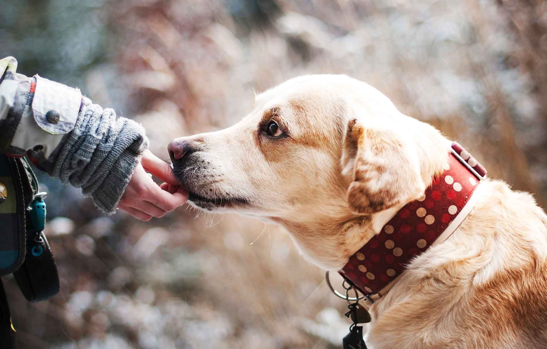 how far can dogs smell in miles