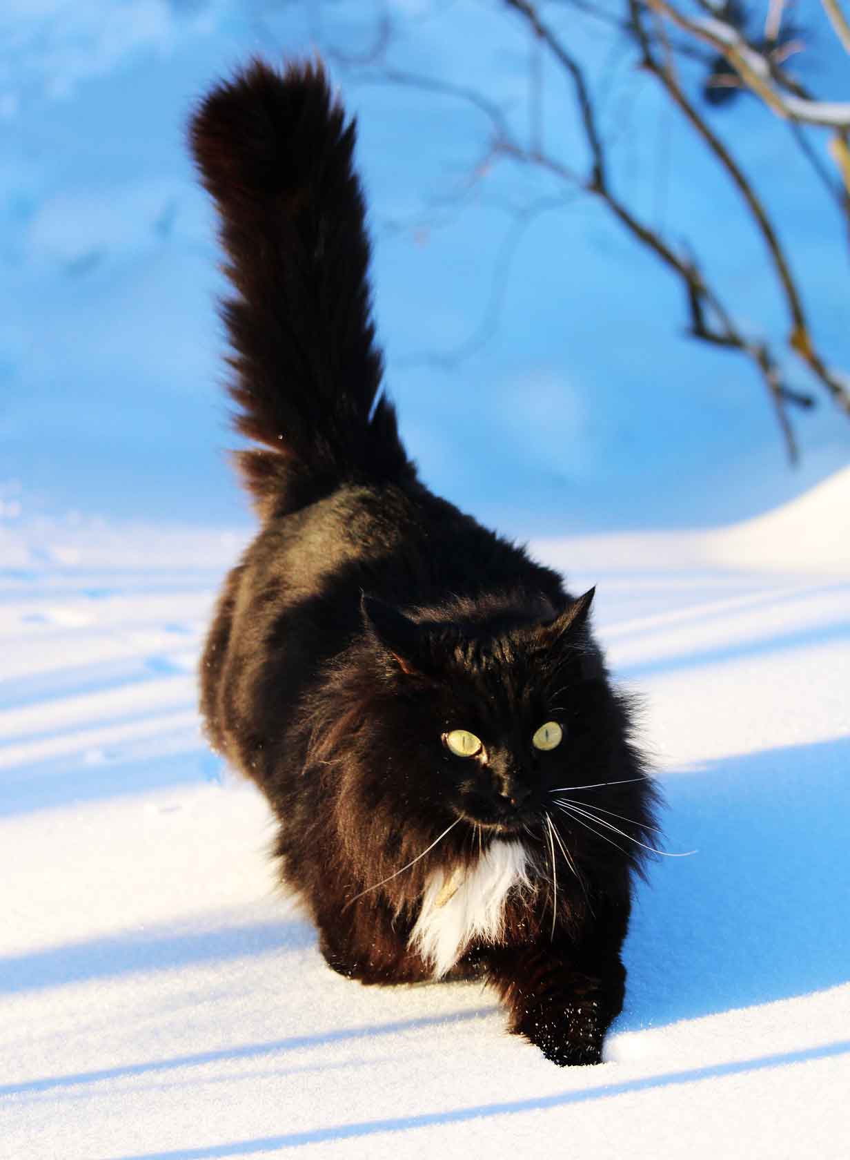 is siberian cat hypoallergenic
