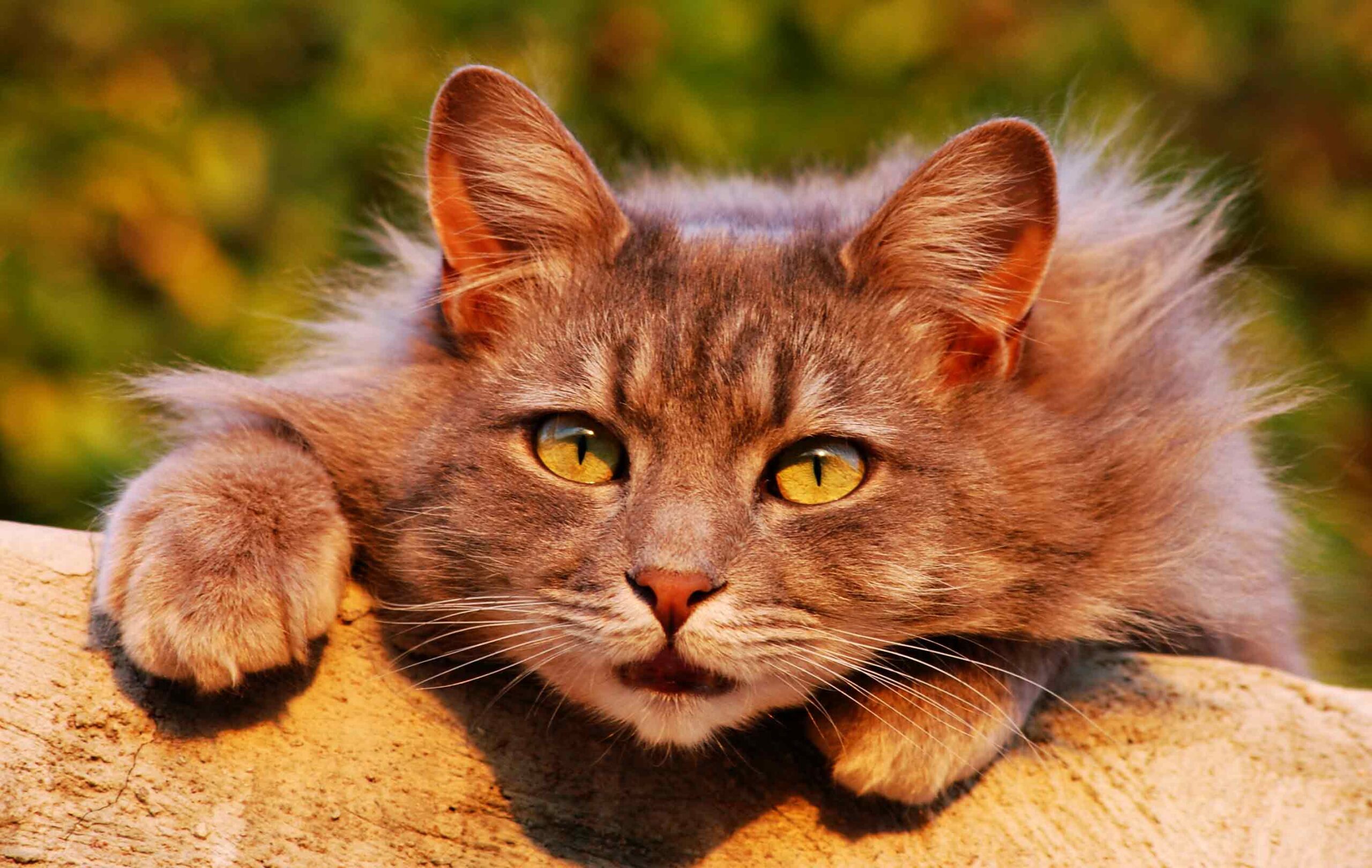 10-weird-cat-behaviors-explained-understand-your-cat-better-petanew