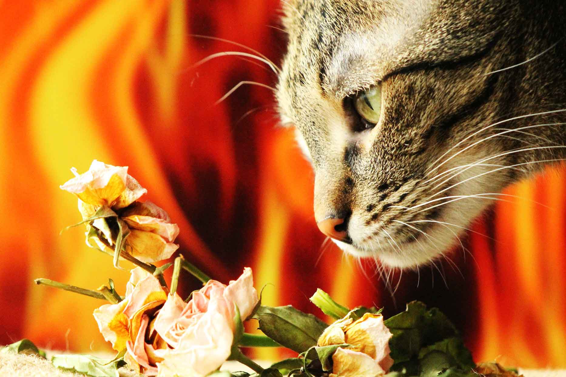 15 Scents That Cats Hate, and How to Keep Them Away Petanew