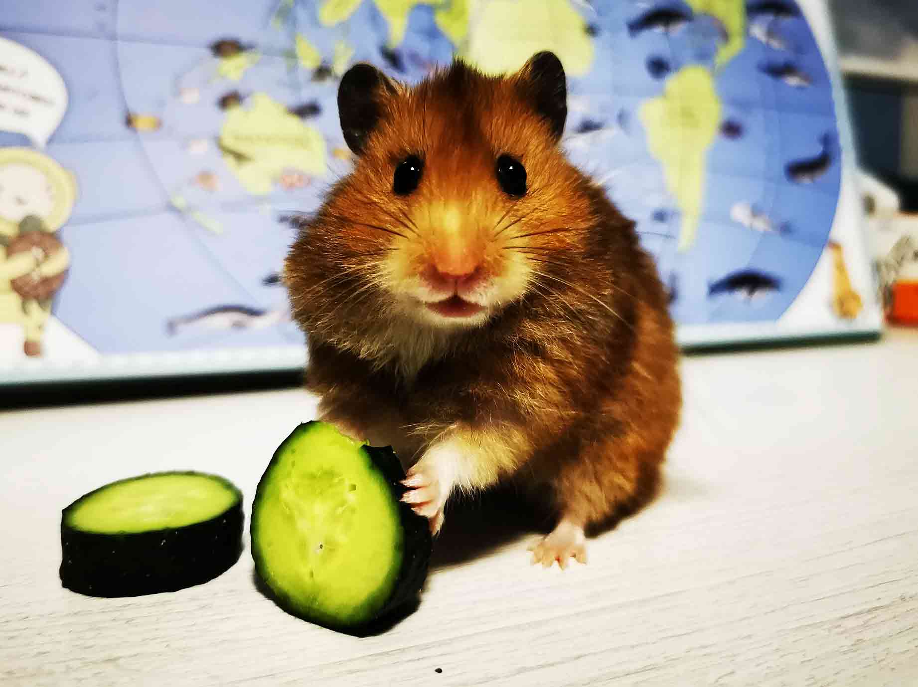 what can hamsters eat list