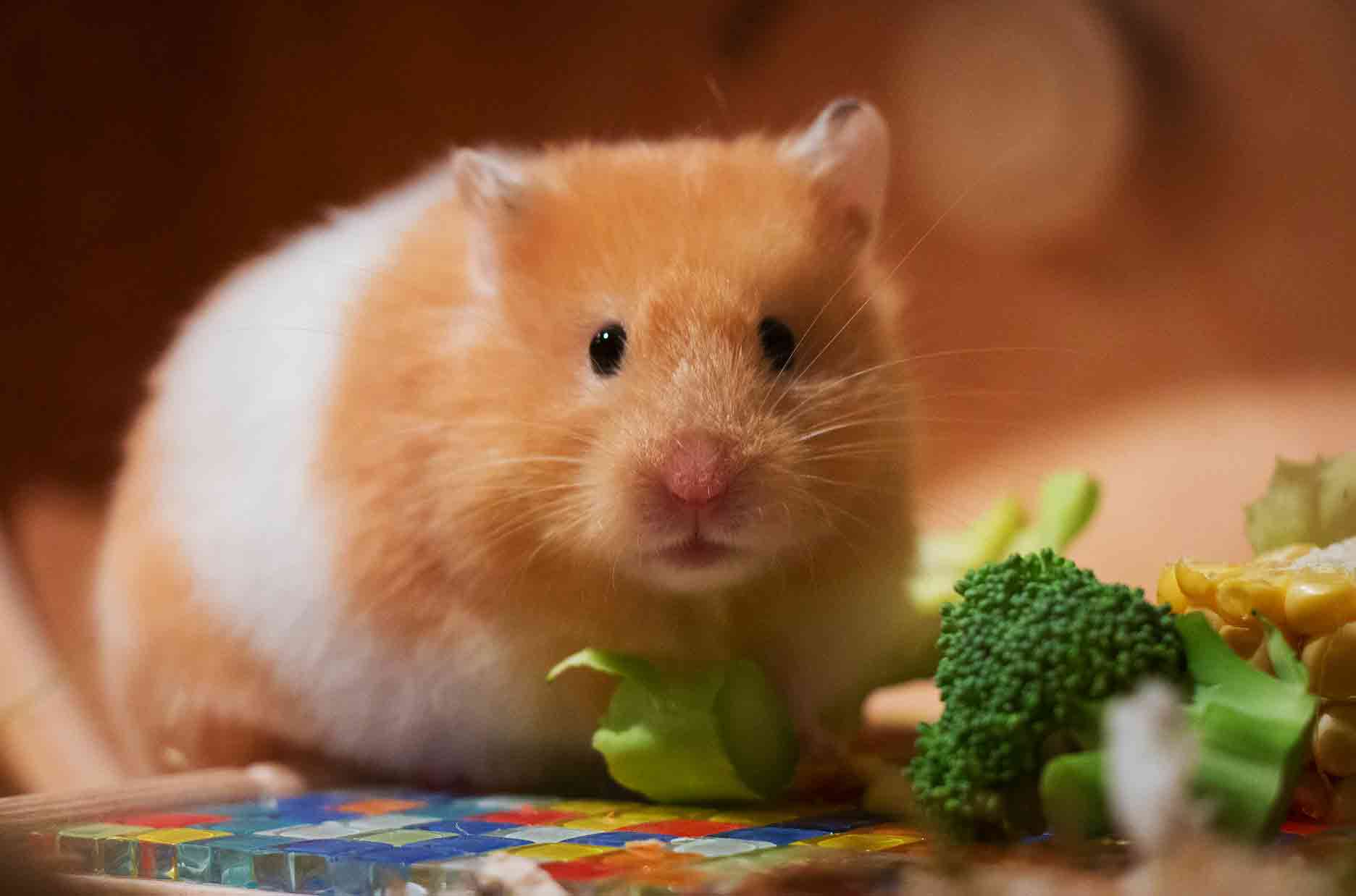 what can hamsters eat