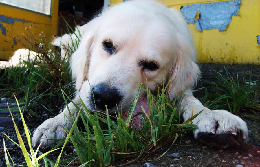 10 reasons why your dog might be eating grass