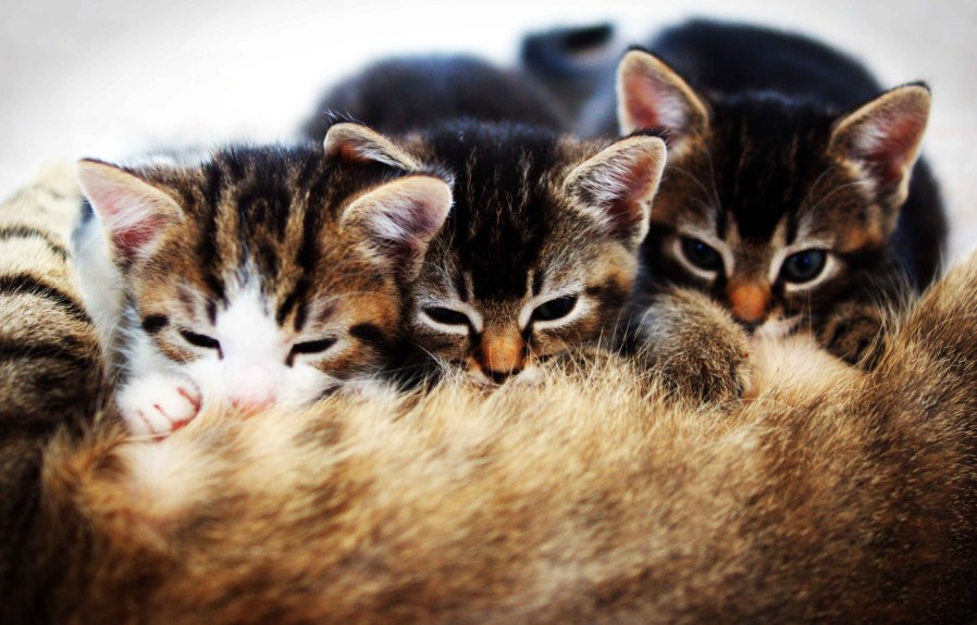 15 Cool Facts About How Many Kittens Can A Cat Have