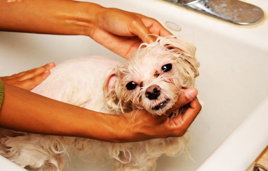 how often should you wash your dog: Everything You Wanted To Know