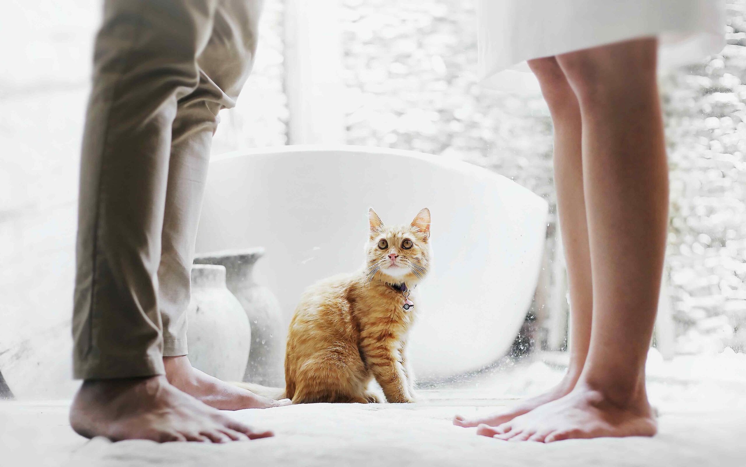 how-to-tell-male-cat-from-female-tabby-meow-meow