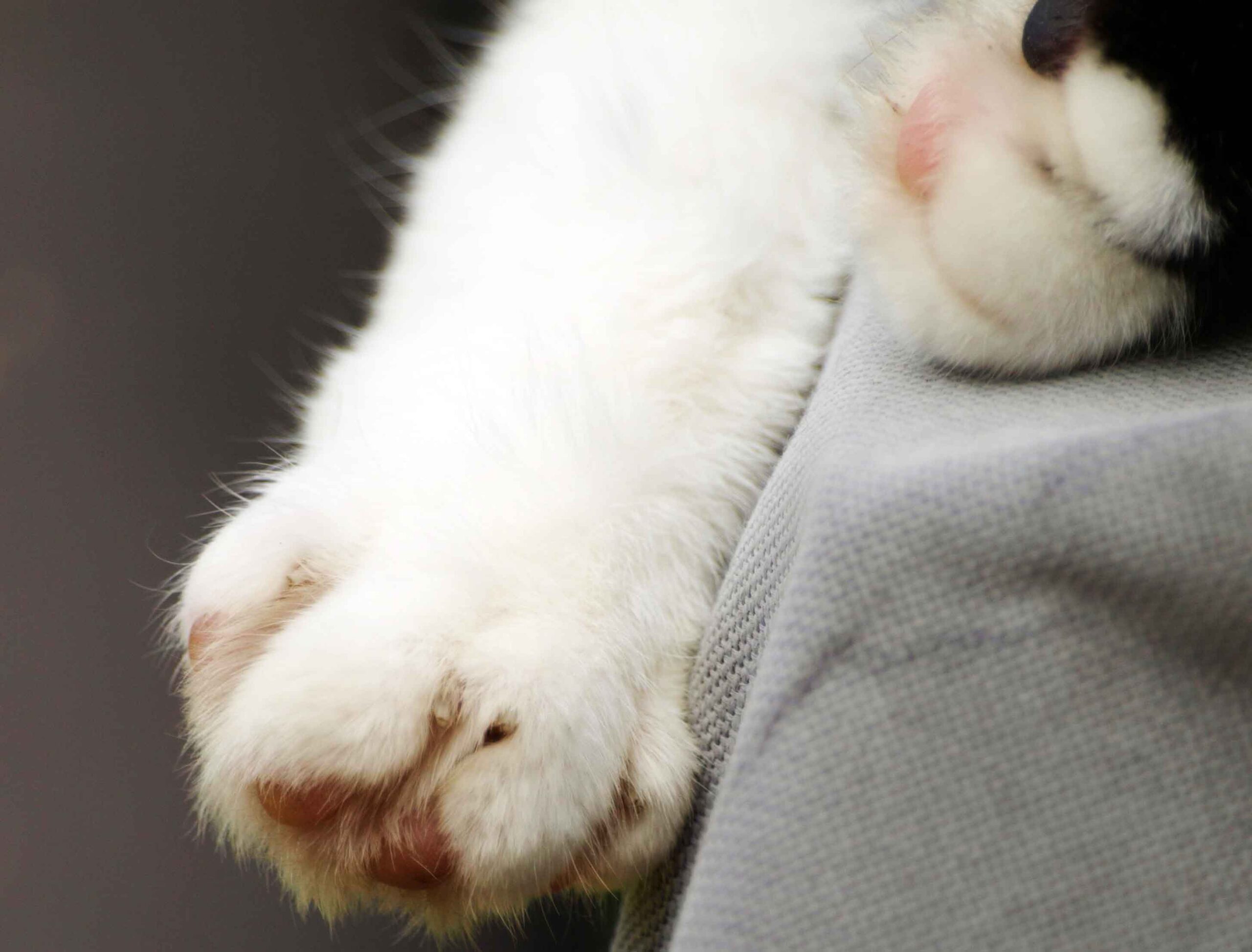 Cat toes
