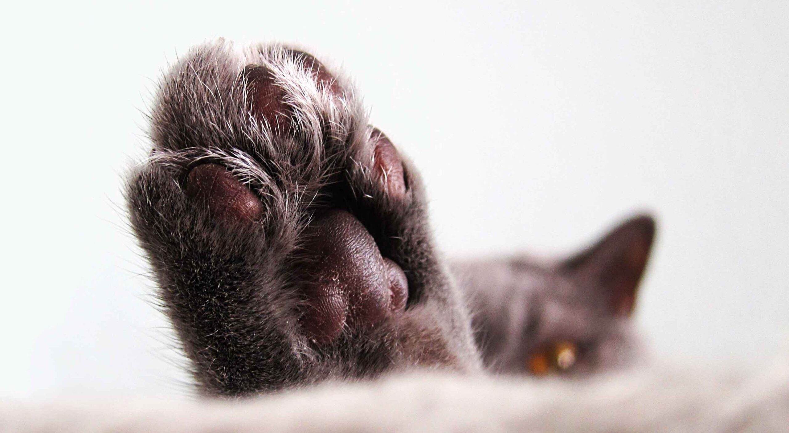 cat toes