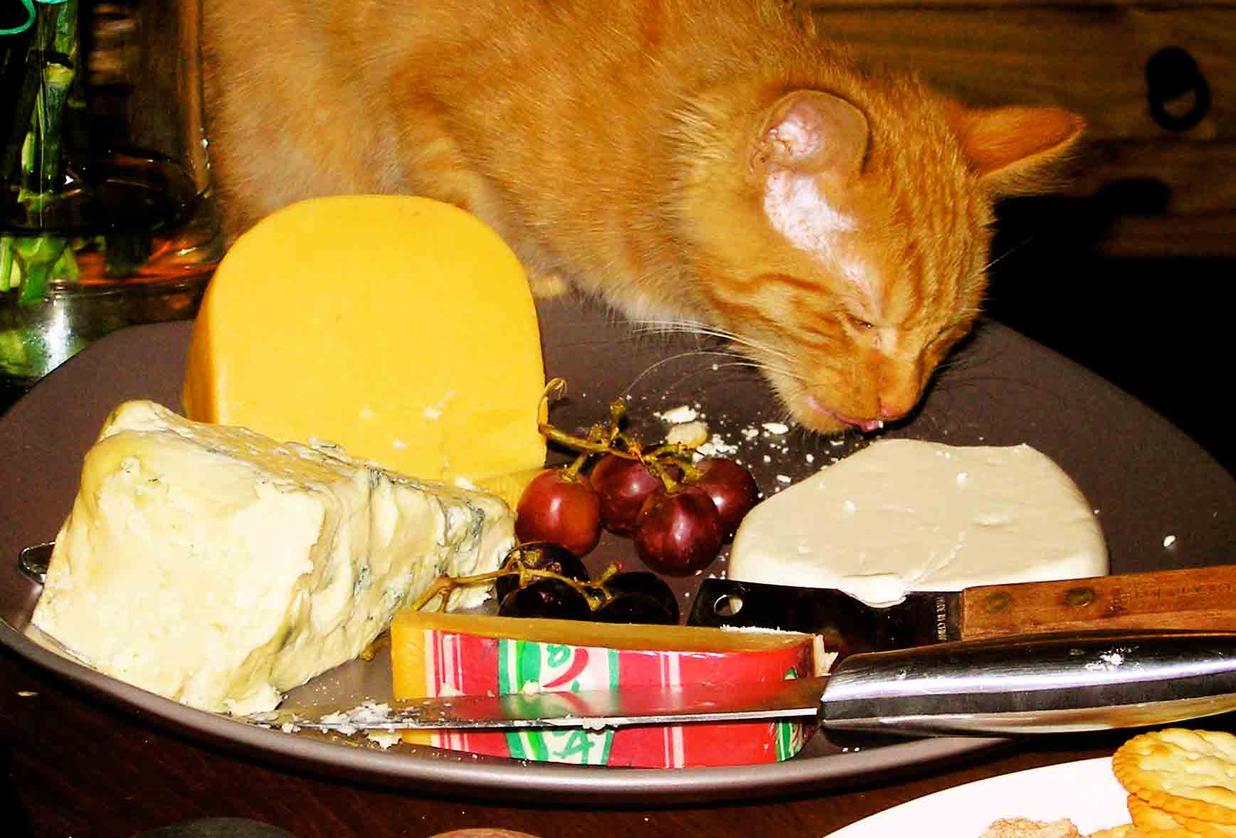 cats-cheese