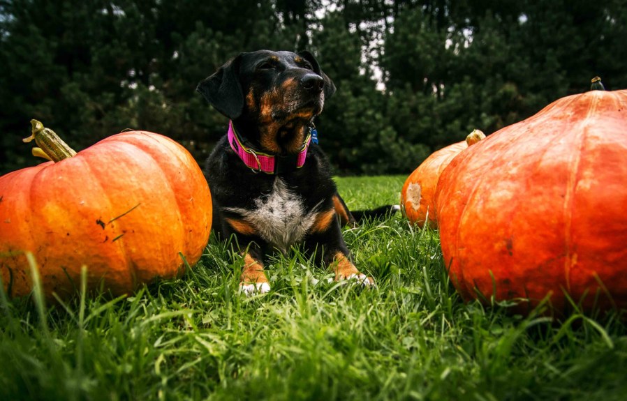 19 Shocking Ways About Can Dogs Eat Pumpkin Seeds