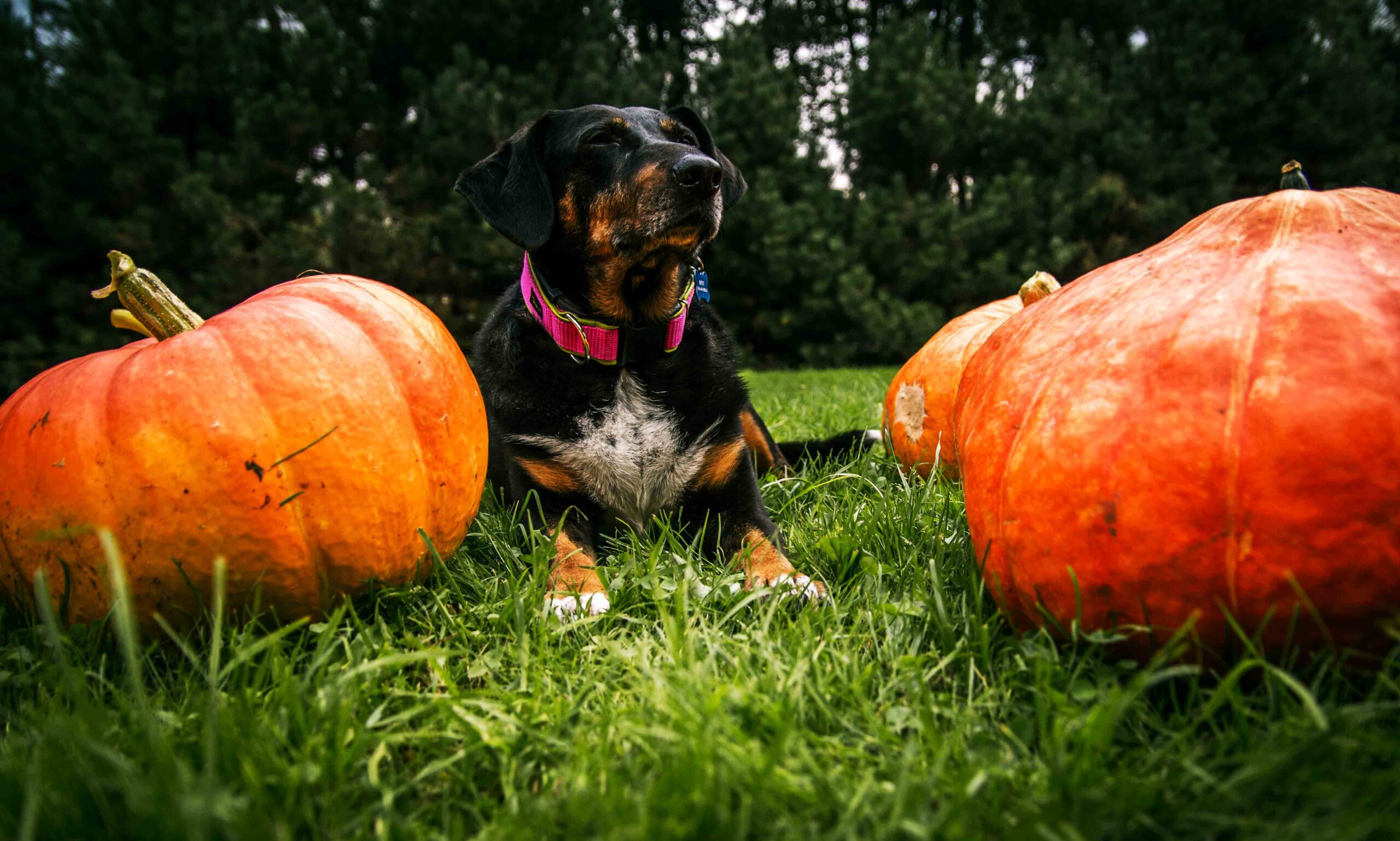 dogs eat pumpkin seeds