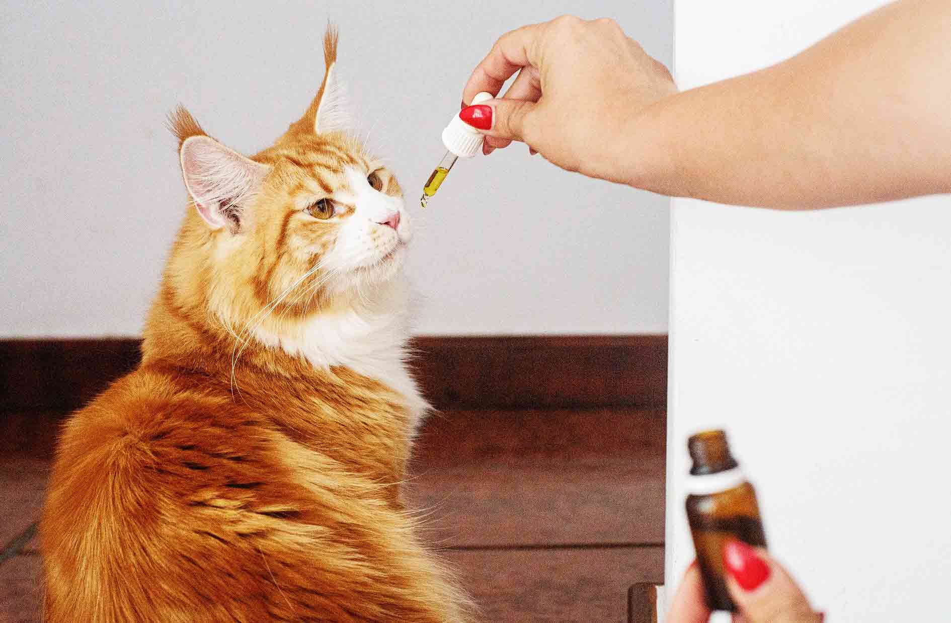 flea spray for cats