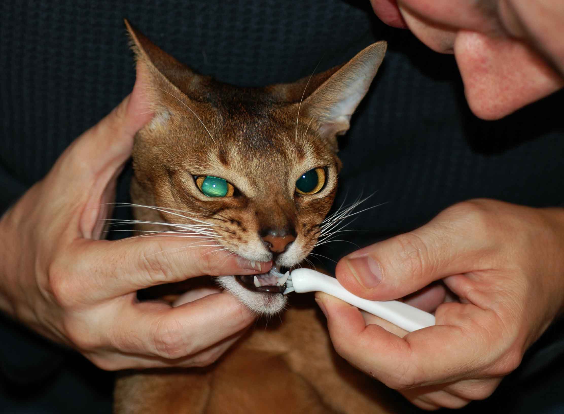 how to brush your cat's teeth