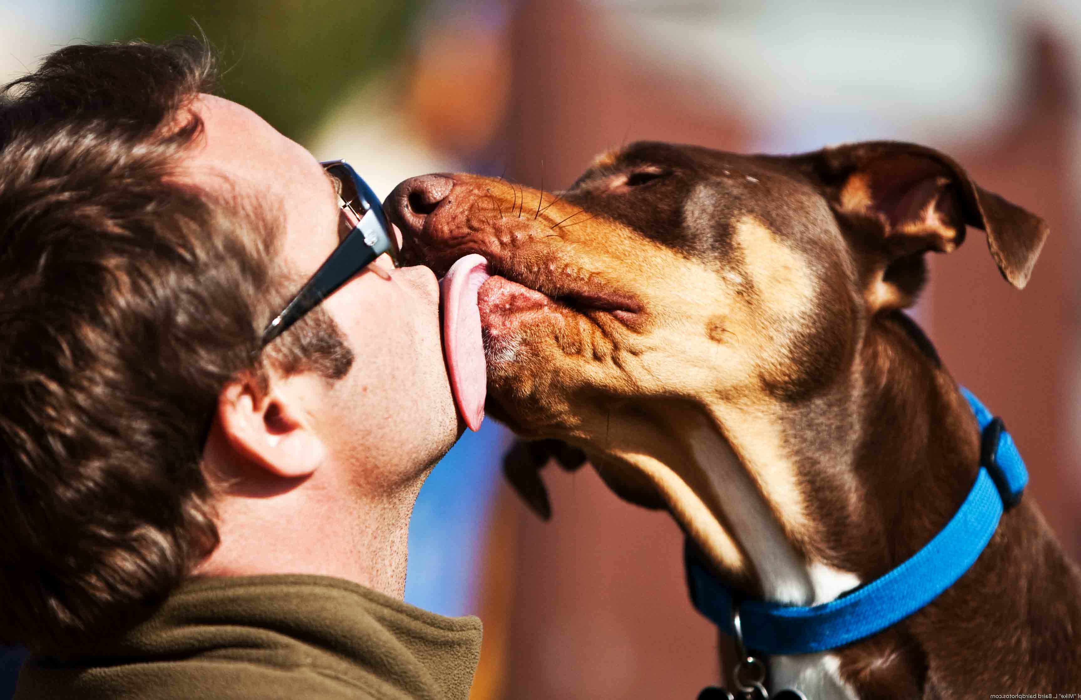 what does it mean when a dog licks your face