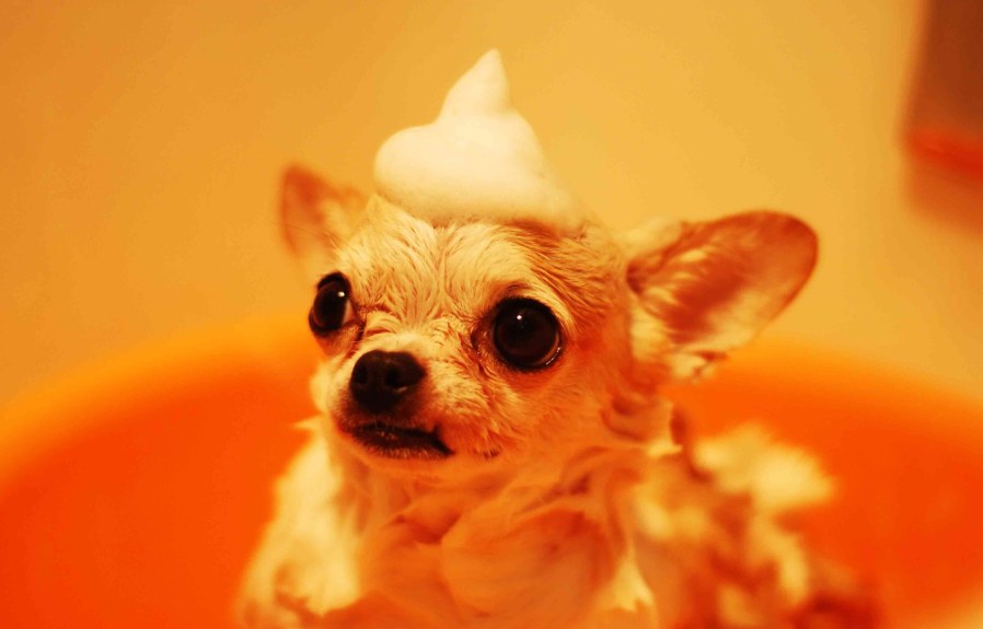 19 Interesting Facts about Why Chihuahuas Shake