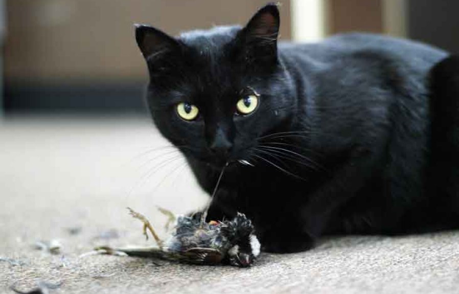 Do Cats Eat Birds? You Wouldn’t Believe These 10 Facts
